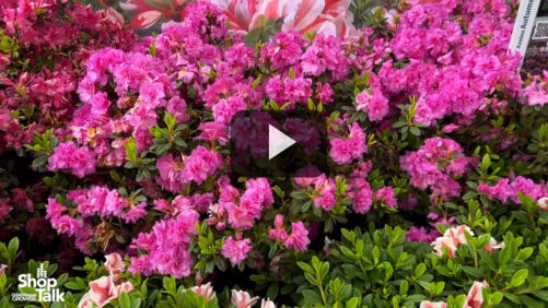 Variegated Encore Azalea Debuts at Plant Development Services (Video)