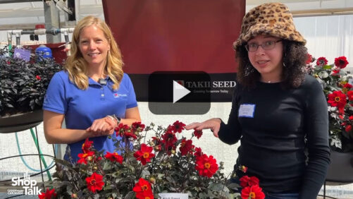 Revisiting CAST 2024: Videos on Benary, Kientzler, and American Takii Varieties