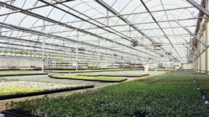 Teamwork Drives Success at Babikow Greenhouses