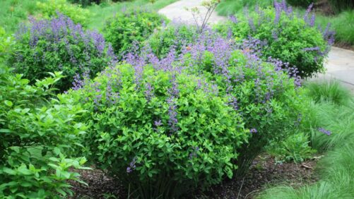 Allan Armitage on the Trifecta of Pollinators, Natives, and Deer Resistance
