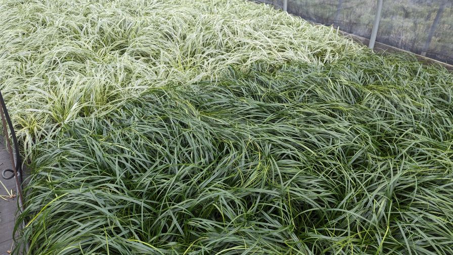 Carex Ribbon Falls and Feather Falls perennial plants