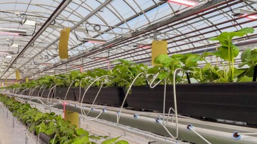 Canada’s Center for Horticultural Innovation Testing Dynamic Lighting Options