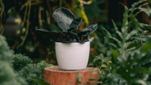 Costa Farms Wins 2024 Florida Agricultural-Environmental Leadership Award