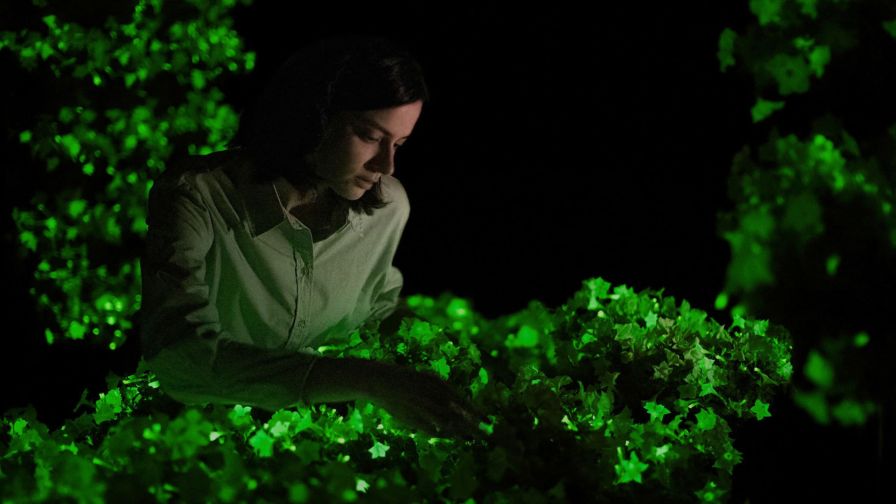 The Firefly Petunia, a glow-in-the-dark plant with a green hue, from Light Bio
