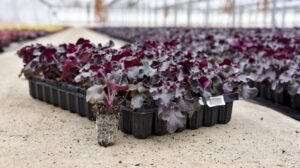Tips and Tricks for Perennials Production