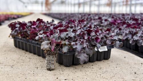 Tips and Tricks for Perennials Production