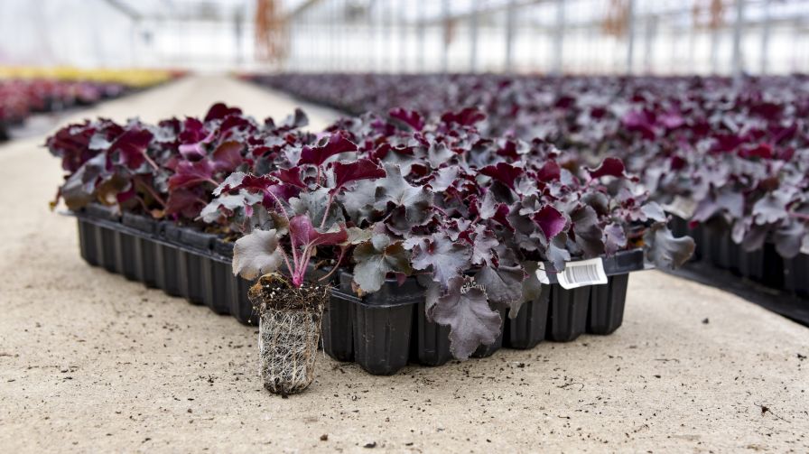 Heuchera Black Pearl Growcoons at Walters Gardens perennials programs