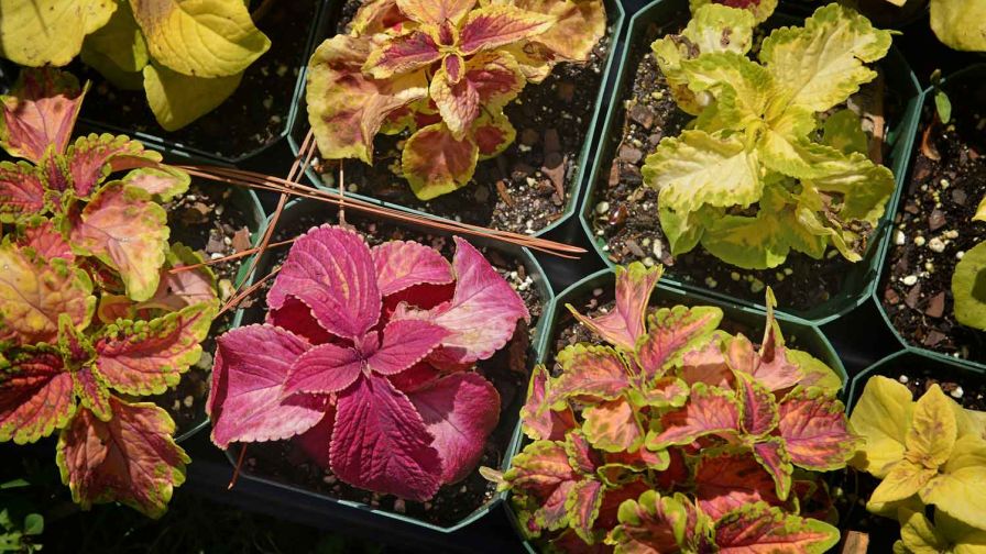 North Carolina State University ornamentals selections