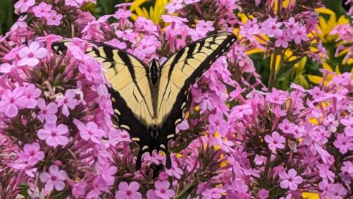 One Leading Grower Is Finding Success With New Perennial Varieties