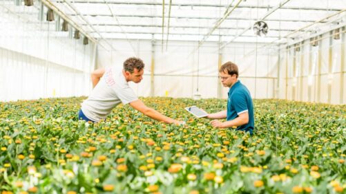 Why an Energy Strategy Is Now Critical to Success in Greenhouse Growing