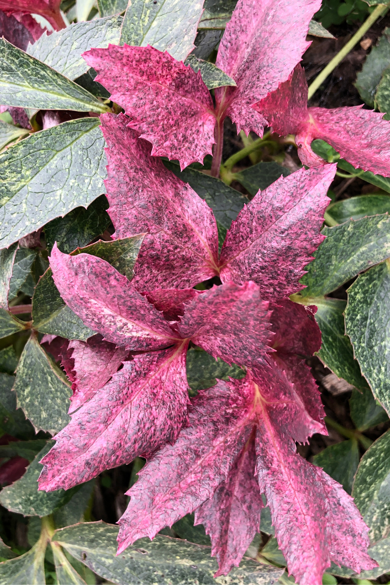 The Rockies Helleborus - Mount Nebo Must Have Perennials perennials market