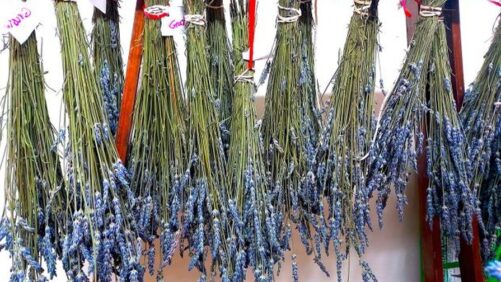New Research Uncovers Better Ways to Grow Lavender