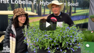 Benary Introduces Masterpiece, the First Lobelia F1 Hybrid From Seed (Video)