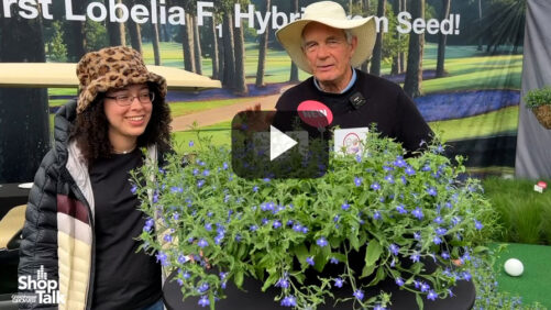Benary Introduces Masterpiece, the First Lobelia F1 Hybrid From Seed (Video)