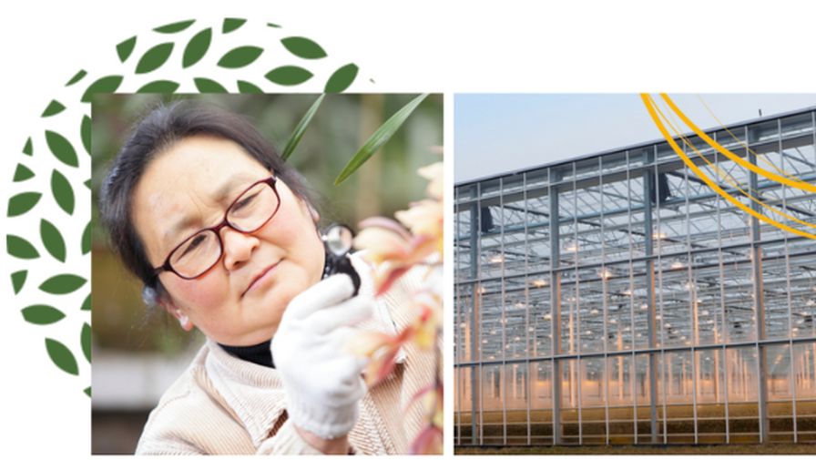A research mission collage for 2024-2025 projects from the American Floral Endowment (AFE)