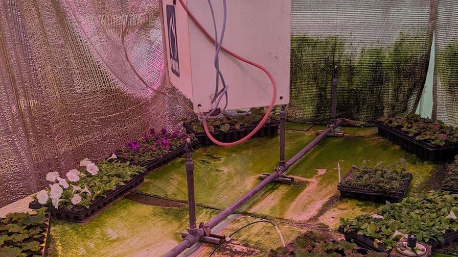 Algae and moss growth covering benches and shade cloths inside MSU greenhouse