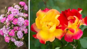 American Rose Trials Selects Winners From Star Roses and Plants