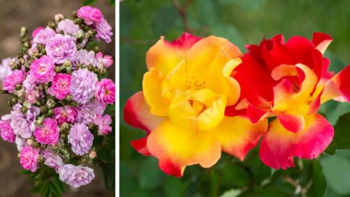 American Rose Trials Selects Winners From Star Roses and Plants