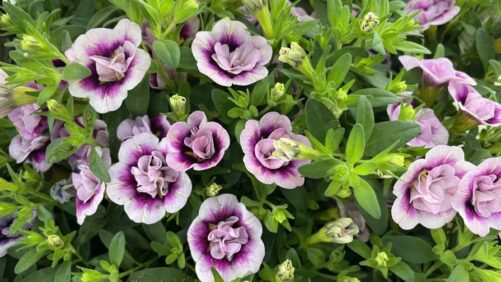 Stunning New Varieties at Proven Winners Open House