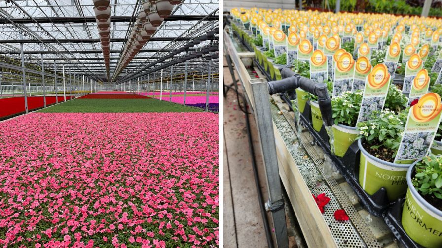 Space utilization and locations of Costa Farms are MPS certified (L) and D.S. Cole Growers ebb and flow irrigation system (R)