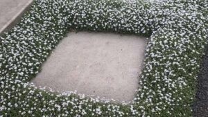 ‘Flower Walking’ Is the Next Big Gardening Trend