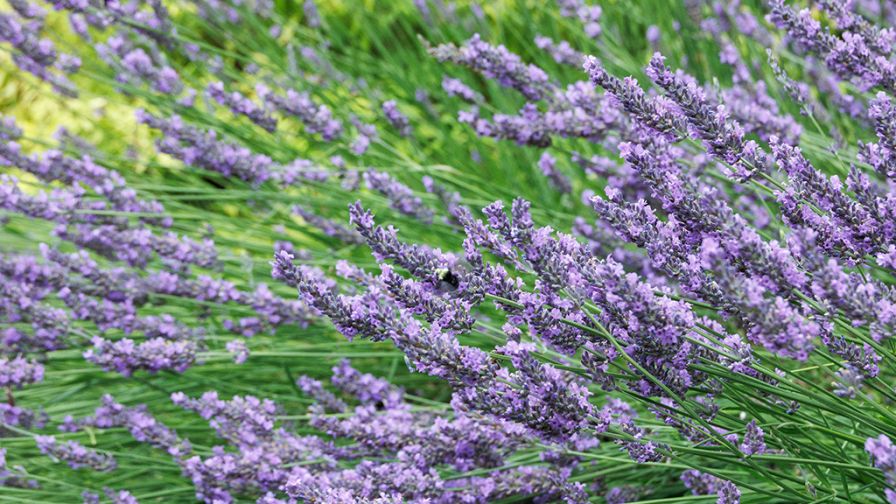 Hybrid lavender (lavandual x intermedia) from Monrovia