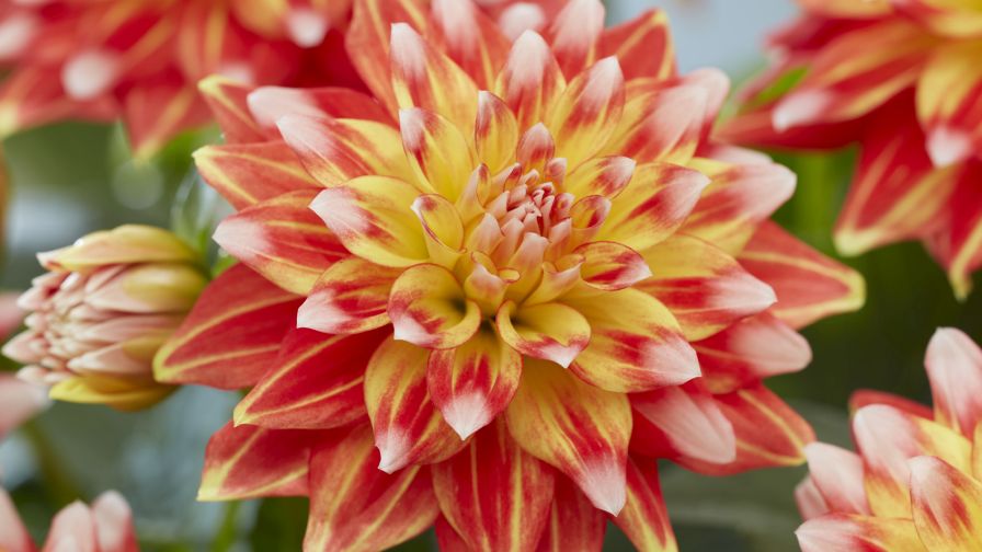Hypnotica Candy Corn (Dahlia coccinea) - Dümmen Orange