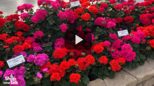 Interspecific Geranium Solera Series From Ball FloraPlant (Video)