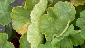 Correcting Problems With and From Iron Chelate Applications