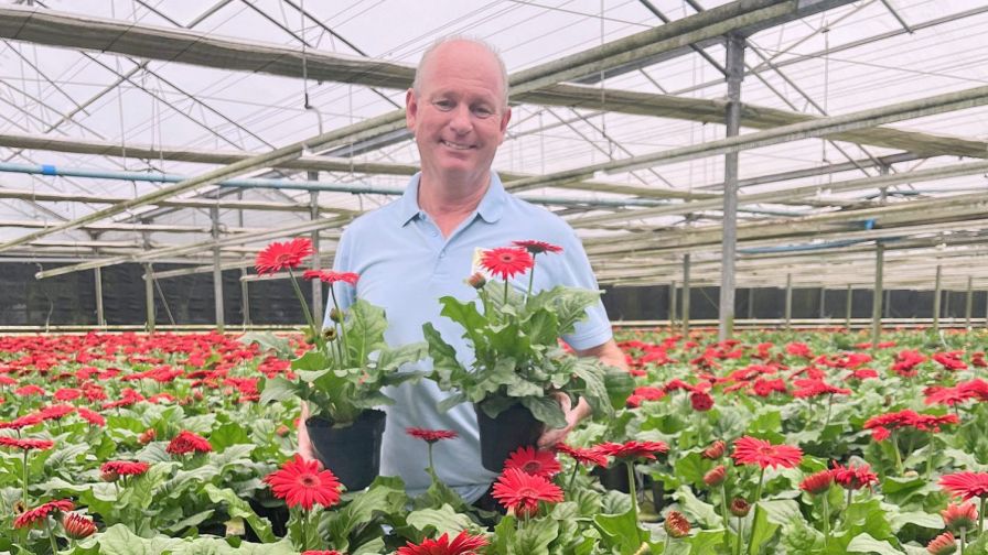 Jerry with Gerbera Joybera from Schoneveld Breeding