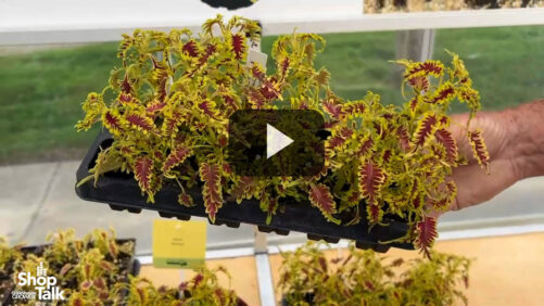 Why New Coleus from Kientzler Stands Out in the Garden (Video)