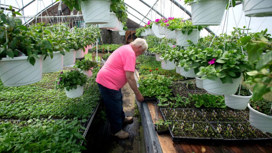 Richard Farrar at Green Thumb flower stand in Unity, Maine, during spring growing season