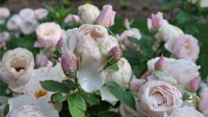 Proven Winners Presents More Than 100 New Varieties for Spring 2025
