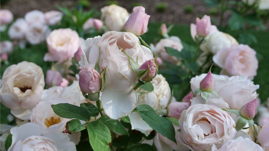 Rosa x Flavorette Peard new varieties 2025 from Proven Winners