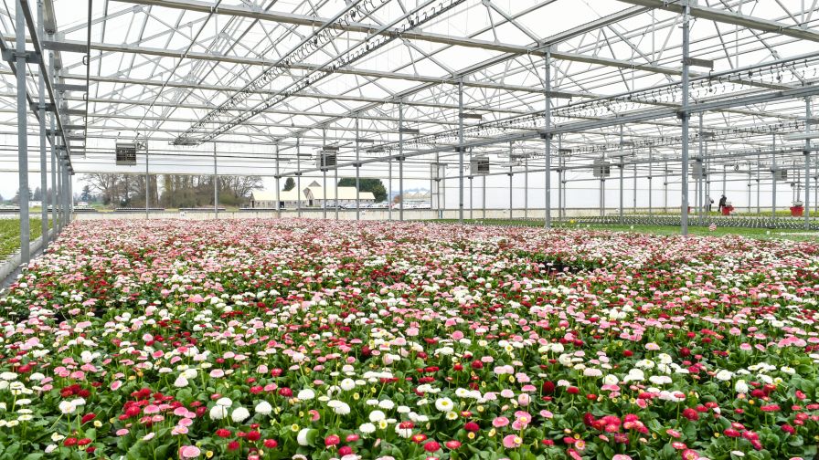 Skagit Horticulture greenhouse Scott Crownover