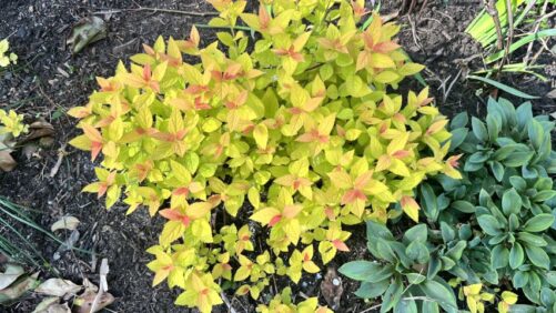 Allan Armitage on Why the Name of the Game in Plants Is Color
