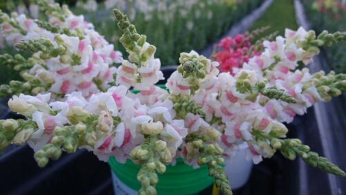 2024 Cut Flowers of the Year Winners Announced by ASCFG