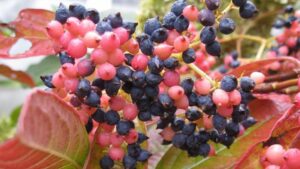 2024 Association of Specialty Cut Flower Growers Woody Cut Flower of the Year: Viburnum ‘Brandywine’