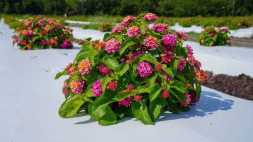 UF Scientists Sequence New Lantana Genome to Prevent Spread of Invasive Varieties