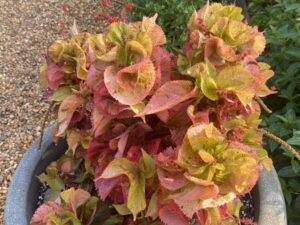 Acalypha