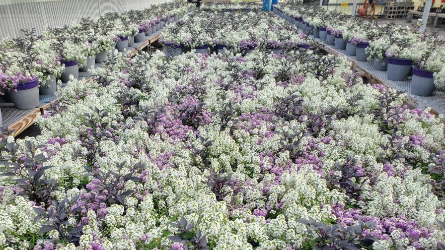 Banker plants at Costa Farms offering housing and food for beneficial insects as part of MPS sustainability