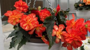 Best of CAST 2024 Highlights from Green Fuse Botanicals and Westhoff