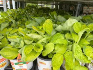 Corsos Hosta