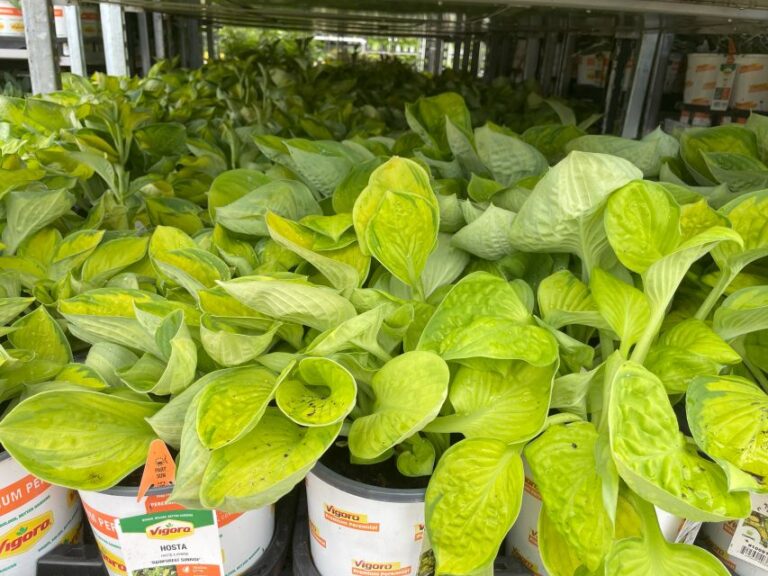 Corsos Hosta