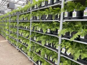 Corsos Ostrich Fern