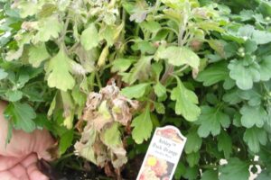 Fusarium Root and Stem Rot 'Fusarium oxysporum' from Syngenta Flowers