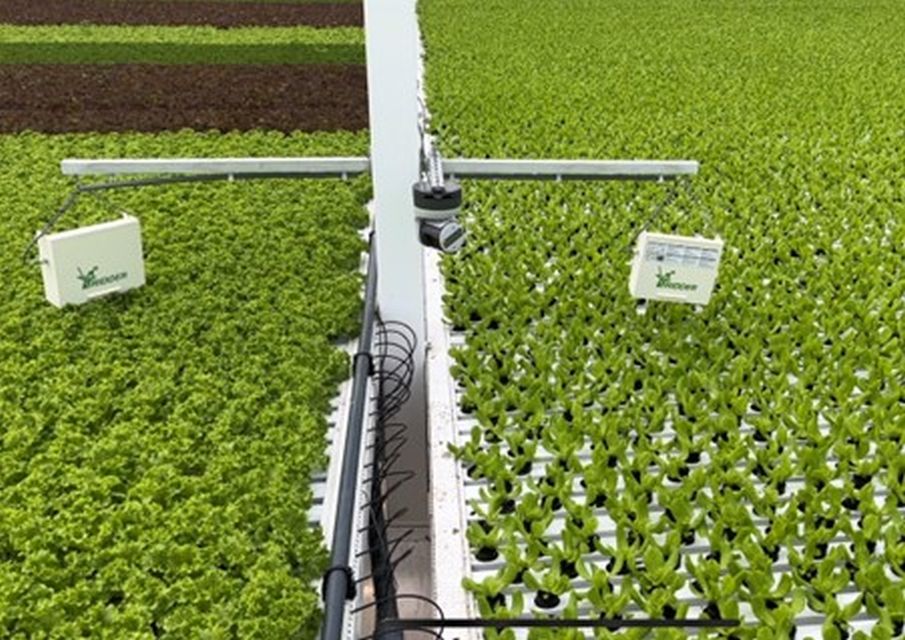 Gardin, Ridder photosynthesis