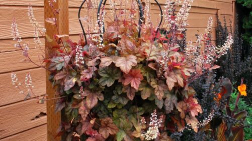 5 Trailing Varieties Reintroduced by Terra Nova Nurseries