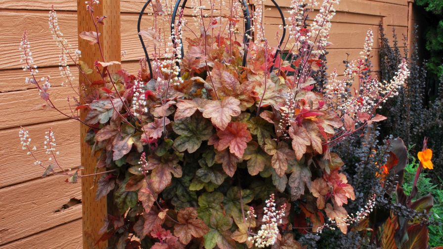 Heucheralla 'Redstone Falls' | Terra Nova Nurseries