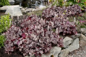 Heucherella 'Plum Cascade' from Terra Nova Nurseries